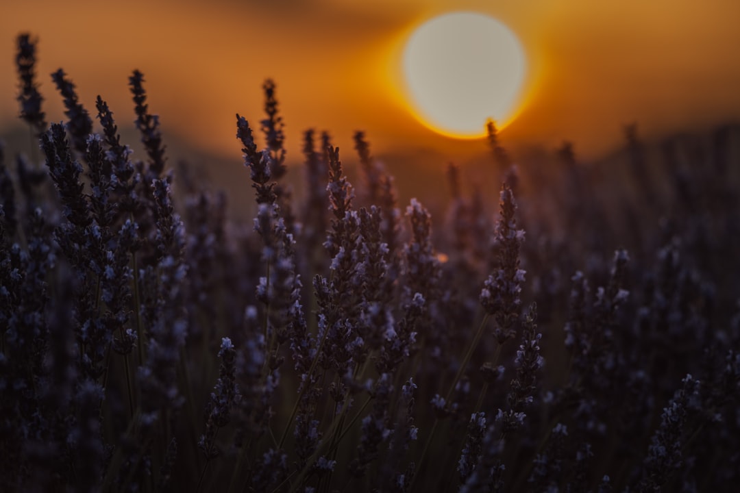 A soft sunset over a lavender field, evoking the calm that comes from healing old relationship patterns